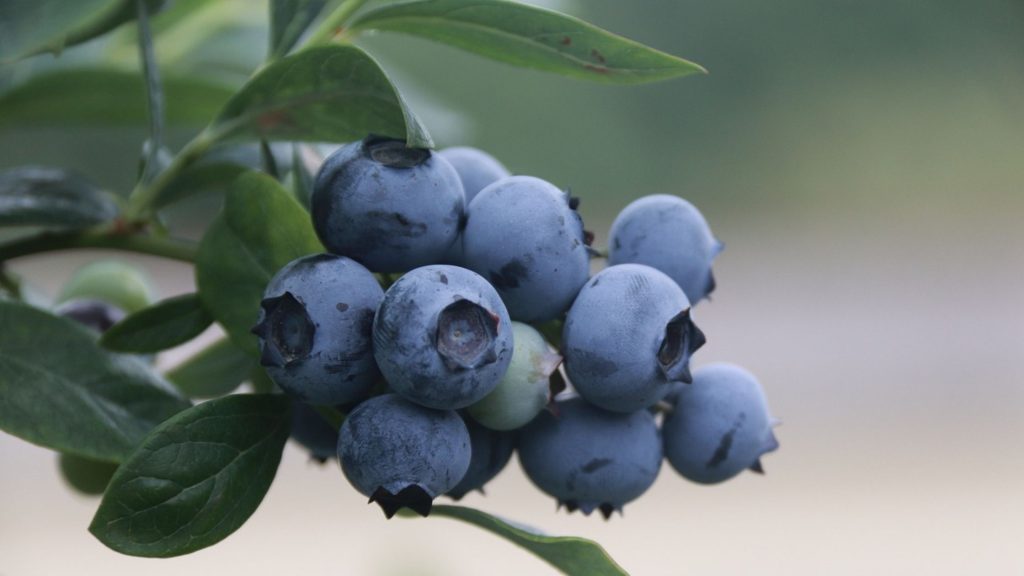 Blueberries Beyond the Bush: The Delectable Dry Fruit You Need to Try